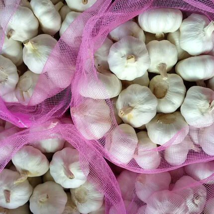 Garlic