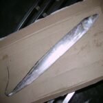 Ribbon Fish