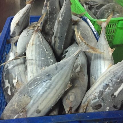 frozen tuna