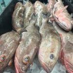 grouper fish