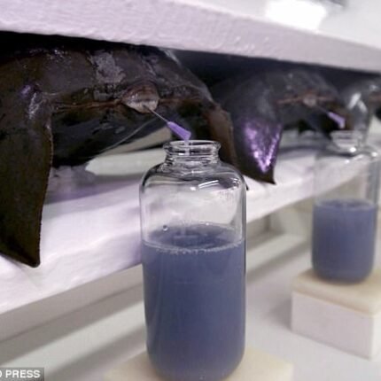 horseshoe crab blood