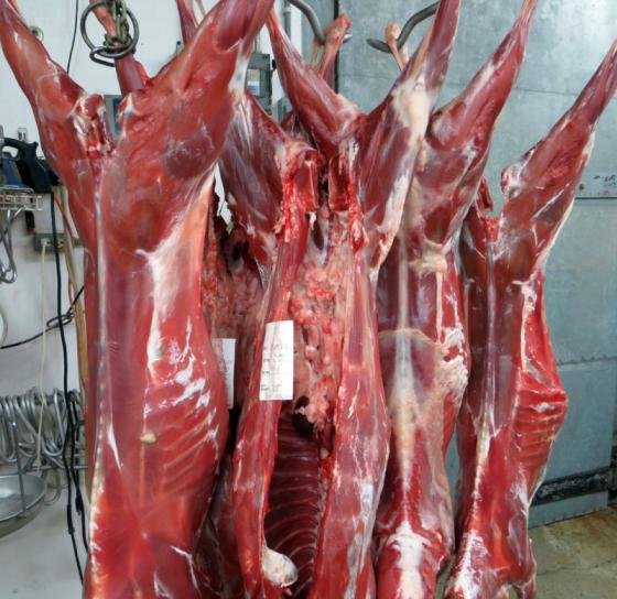 Beef Meat